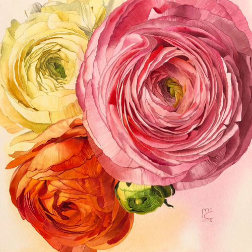 Watercolor Ranunculus by Eleanor Mill